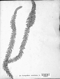 Spinulum annotinum image